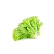 Lechuga Italiana Grande